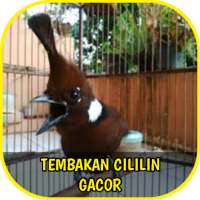 Tembakan Cililin Gacor Offline logo