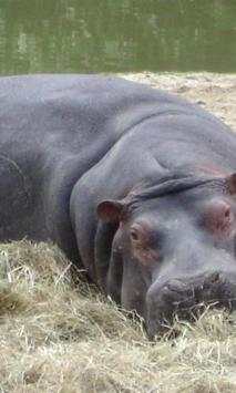 Hippopotamus wallpapers screenshot 4