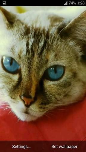 Beautiful Cat Video Wallpaper screenshot 6