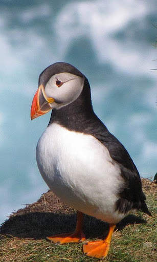 Puffin Wallpaper screenshot 5