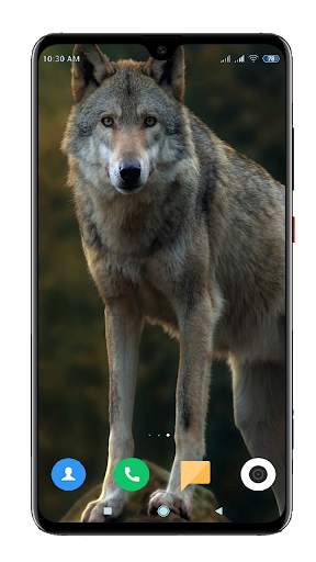 Wolf Wallpaper 4K screenshot 7