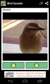 Bird Sounds - Free songs screenshot 4