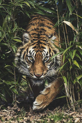 Tiger Video Live Wallpaper screenshot 4