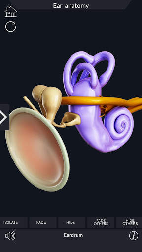 My Ear Anatomy screenshot 4