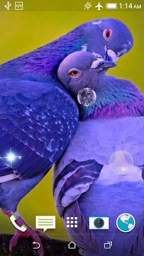 Birds Jigsaw Puzzle   LWP screenshot 5