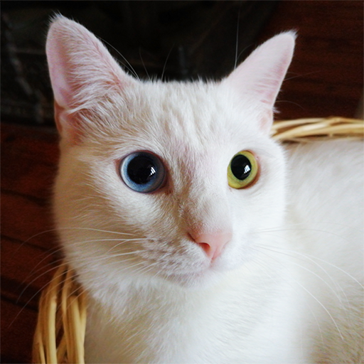 Cat Ringtones icon