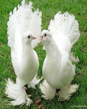 Beautiful Birds Wallpapers स्क्रीनशॉट 5