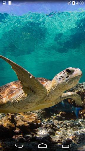 Turtle 4K Live Wallpaper screenshot 1