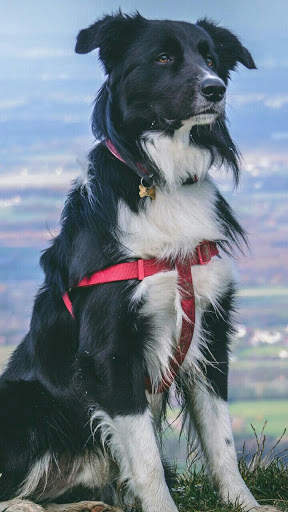 🐕 Border Collie Wallpapers – Cute Dog Wallpaper screenshot 2