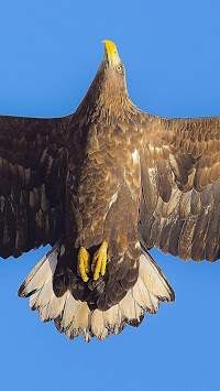 Eagle. Birds Live Wallpapers screenshot 4