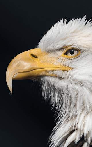 Eagle Live Wallpaper HD screenshot 8