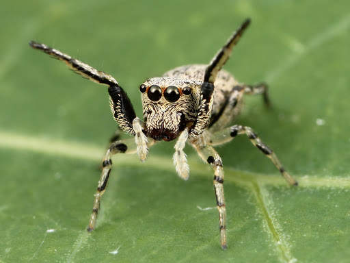 Spider Live Wallpaper (Wallpapers & Backgrounds) screenshot 5