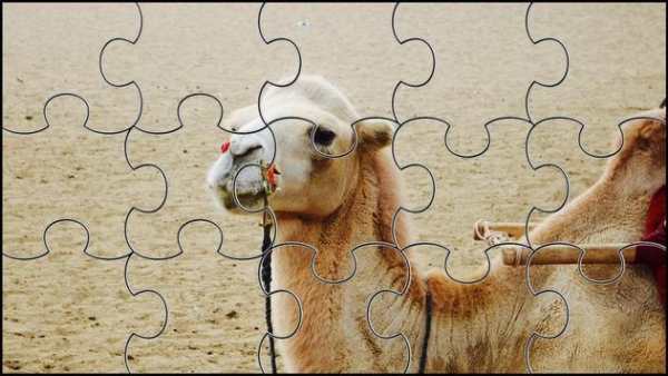 Camel Jigsaw Puzzles Game screenshot 4