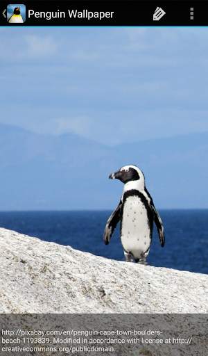 Penguin Wallpaper screenshot 6