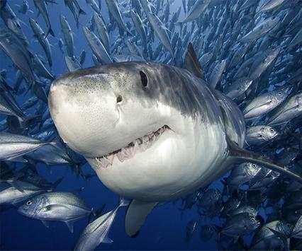 Shark Live Wallpaper screenshot 4