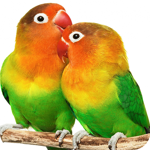 Zedge Birds HD Wallpapers icon
