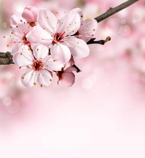 Flowers Garden Wallpaper screenshot 5