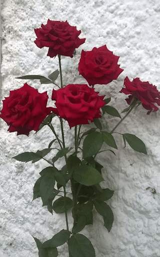 Red Rose Live Wallpaper screenshot 11