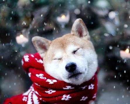 Dog Cute Photo Jigsaw Puzzle Game Free screenshot 4