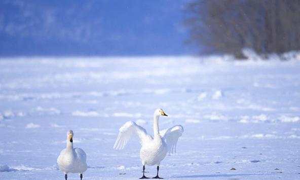 Swan Wallpapers screenshot 2