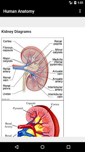 Human Anatomy screenshot 7