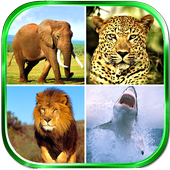 Animals Sounds icon