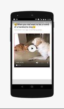 Funny Animals-Video screenshot 3