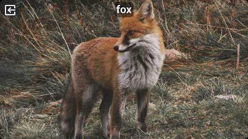 Animal Sounds Free screenshot 4