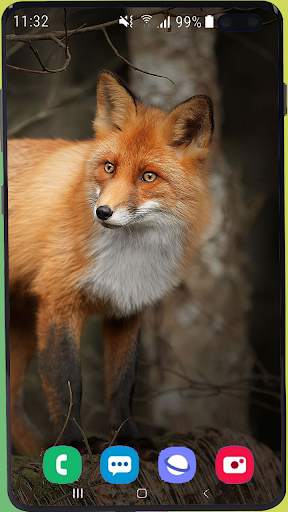 Fox Wallpaper Best HD screenshot 3