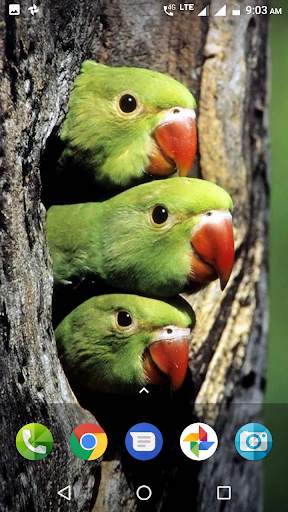 Parrot Wallpaper Hd screenshot 3