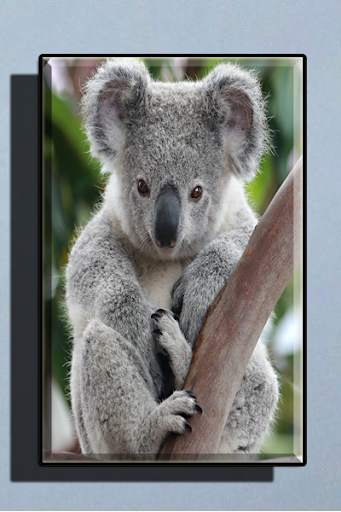 Cute Koala Wallpaper screenshot 1