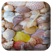 Seashell Water Touch Lwp icon