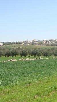 Palestine Wallpapers HD screenshot 16