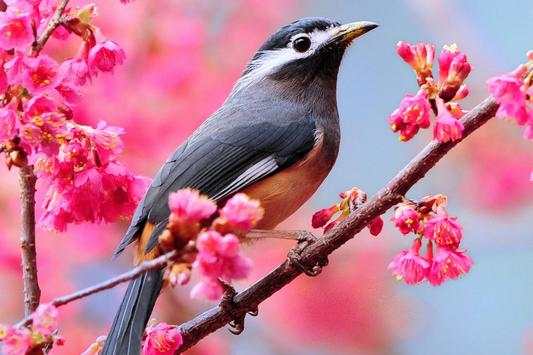 Birds Live Wallpaper स्क्रीनशॉट 3