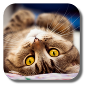 Cutest Cat Live Wallpaper icon