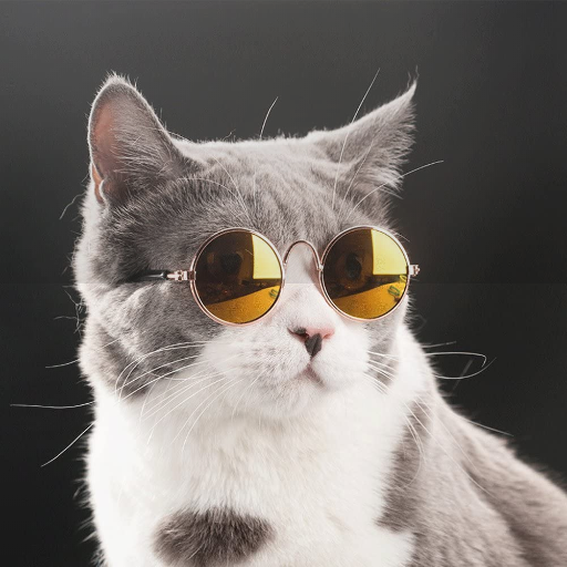 Fotos Fofas de Gatinhos para Papel de Parede icon