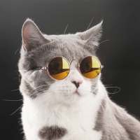 Fotos Fofas de Gatinhos para Papel de Parede logo