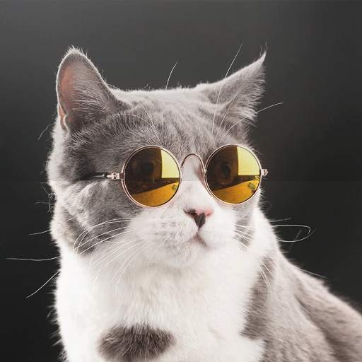 Fotos Fofas de Gatinhos para Papel de Parede 0.0.3