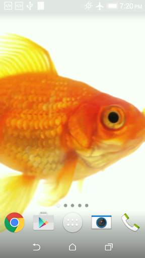 Goldfish Live Wallpaper screenshot 3