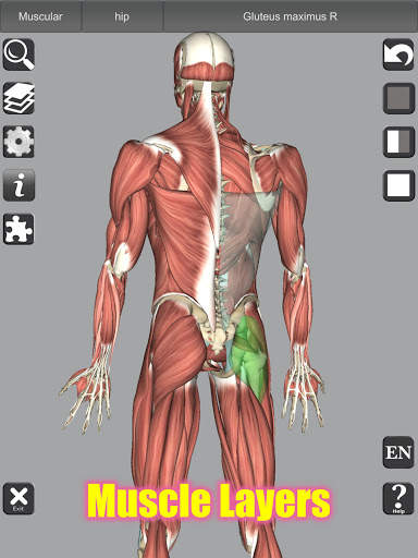 3D Bones and Organs (Anatomy) screenshot 11