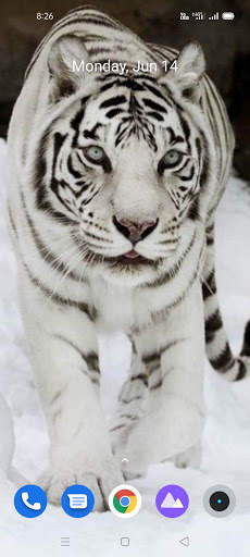 White Tiger Wallpaper Hd screenshot 6