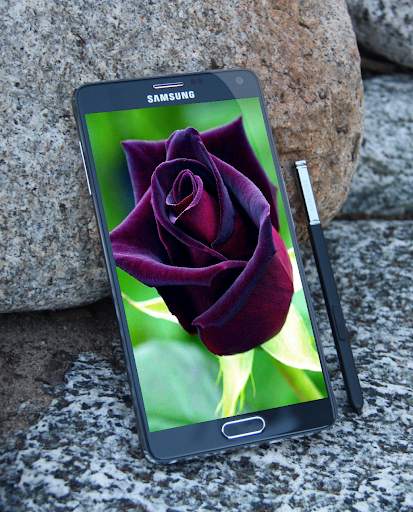 Black Rose Wallpaper screenshot 6