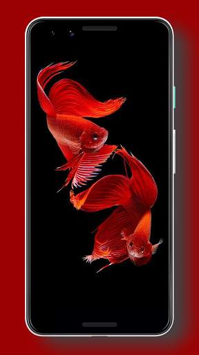 Wallpaper Ikan Cupang HD screenshot 3