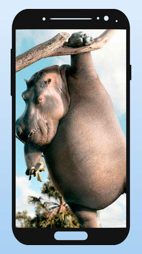 Funny Animal Wallpapers screenshot 2