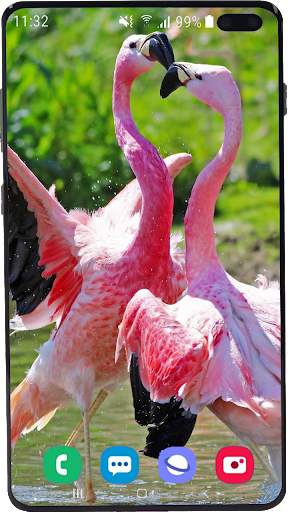 Flamingo Wallpaper HD screenshot 3