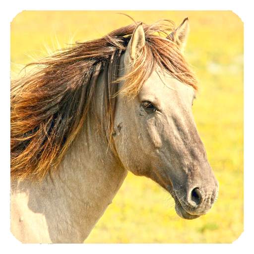 Horses Live Wallpaper 1.2