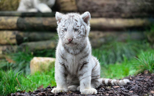 White Tiger Live Wallpaper (Backgrounds) 9 تصوير الشاشة