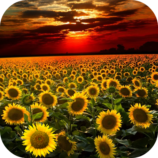 Sunflower Live Wallpaper icon