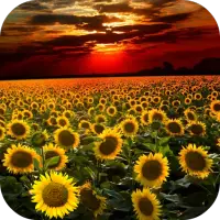 Sunflower Live Wallpaper