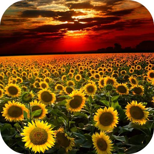 Sunflower Live Wallpaper 3.0